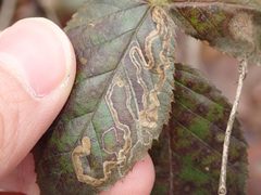 Stigmella villosella by no rights reserved, uploaded by Yann Kemper. Used under a CC0 license.