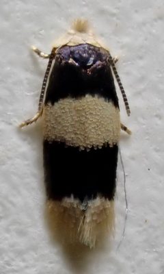 Enteucha gilvafascia by (c) Thomas Irvine, some rights reserved (CC BY), uploaded by Thomas Irvine. Used under a CC-BY license.
