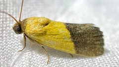 Ponometia bicolorata by (c) Sue Carnahan, some rights reserved (CC BY), uploaded by Sue Carnahan. Used under a CC-BY license.
