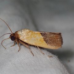 Ponometia bicolorata by (c) Sue Carnahan, some rights reserved (CC BY), uploaded by Sue Carnahan. Used under a CC-BY license.