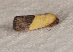 Ponometia bicolorata by (c) Laura Gaudette, some rights reserved (CC BY), uploaded by Laura Gaudette. Used under a CC-BY license.