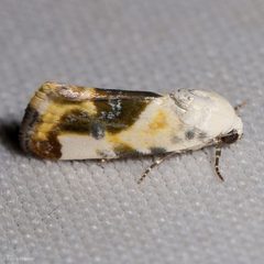 Tarache arida by (c) Ken-ichi Ueda, some rights reserved (CC BY), uploaded by Ken-ichi Ueda. Used under a CC-BY license.