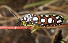 Cydosia nobilitella by (c) Eridan Xharahi, some rights reserved (CC BY). Used under a CC-BY license.