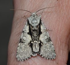 Acronicta funeralis by (c) Andy Reago & Chrissy McClarren, some rights reserved (CC BY). Used under a CC-BY license.