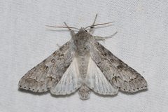 Acronicta hastulifera by (c) Owen Strickland, some rights reserved (CC BY), uploaded by Owen Strickland. Used under a CC-BY license.