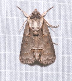 Acronicta parallela by (c) Laura Gaudette, some rights reserved (CC BY), uploaded by Laura Gaudette. Used under a CC-BY license.