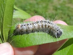 Acronicta tota by (c) Sam Kieschnick, some rights reserved (CC BY), uploaded by Sam Kieschnick. Used under a CC-BY license.