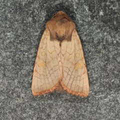 Amphipoea senilis by (c) Laura Gaudette, some rights reserved (CC BY), uploaded by Laura Gaudette. Used under a CC-BY license.