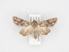 Aseptis harpi by no rights reserved, uploaded by Robbie Hannawacker. Used under a CC0 license.
