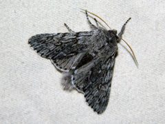 Brachionycha borealis by (c) Louis Imbeau, some rights reserved (CC BY), uploaded by Louis Imbeau. Used under a CC-BY license.