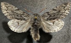 Brachionycha borealis by (c) Doug Macaulay, some rights reserved (CC BY), uploaded by Doug Macaulay. Used under a CC-BY license.