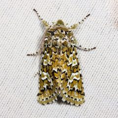 Feralia februalis by (c) Ken-ichi Ueda, some rights reserved (CC BY). Used under a CC-BY license.
