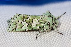 Feralia februalis by (c) Ken-ichi Ueda, some rights reserved (CC BY). Used under a CC-BY license.