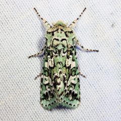 Feralia februalis by (c) Ken-ichi Ueda, some rights reserved (CC BY). Used under a CC-BY license.