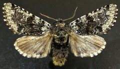 Feralia major by (c) Doug Macaulay, some rights reserved (CC BY), uploaded by Doug Macaulay. Used under a CC-BY license.