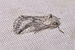 Oxycnemis fusimacula by (c) Laura Gaudette, some rights reserved (CC BY), uploaded by Laura Gaudette. Used under a CC-BY license.