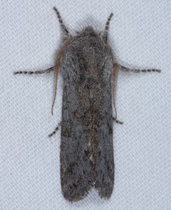 Psaphida damalis by (c) Don Loarie, some rights reserved (CC BY), uploaded by Don Loarie. Used under a CC-BY license.