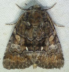 Chytonix sensilis by no rights reserved, uploaded by kcthetc1. Used under a CC0 license.