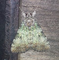 Leuconycta diphteroides by (c) Laura Gaudette, some rights reserved (CC BY), uploaded by Laura Gaudette. Used under a CC-BY license.