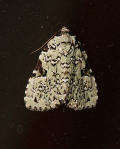 Leuconycta diphteroides by (c) Laura Gaudette, some rights reserved (CC BY), uploaded by Laura Gaudette. Used under a CC-BY license.