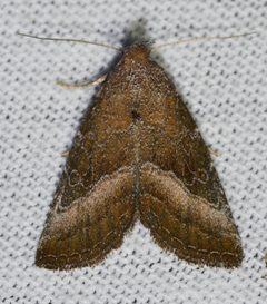 Ogdoconta cinereola by (c) Andy Reago & Chrissy McClarren, some rights reserved (CC BY). Used under a CC-BY license.