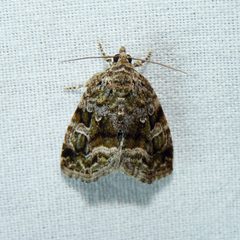 Protodeltote by (c) Dendroica cerulea, some rights reserved (CC BY). Used under a CC-BY license.