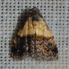Tripudia luda by (c) Sue Carnahan, some rights reserved (CC BY), uploaded by Sue Carnahan. Used under a CC-BY license.