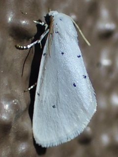 Grotella blanca by (c) Sue Carnahan, some rights reserved (CC BY), uploaded by Sue Carnahan. Used under a CC-BY license.