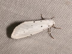 Grotella blanca by (c) Laura Gaudette, some rights reserved (CC BY), uploaded by Laura Gaudette. Used under a CC-BY license.