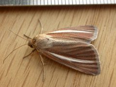 Heliocheilus by (c) Donald Hobern, some rights reserved (CC BY). Used under a CC-BY license.