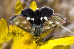 Heliothodes diminutiva by (c) Ken-ichi Ueda, some rights reserved (CC BY). Used under a CC-BY license.