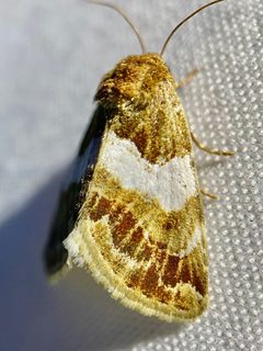 Schinia argentifascia by (c) Sue Carnahan, some rights reserved (CC BY), uploaded by Sue Carnahan. Used under a CC-BY license.