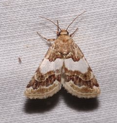 Schinia argentifascia by (c) Laura Gaudette, some rights reserved (CC BY), uploaded by Laura Gaudette. Used under a CC-BY license.