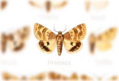 Schinia brunnea by no rights reserved, uploaded by Andreas Manz. Used under a CC0 license.
