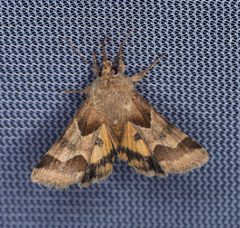 Schinia jaguarina by (c) Rosario, some rights reserved (CC BY), uploaded by Rosario. Used under a CC-BY license.