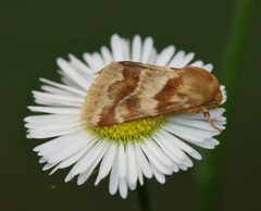 Schinia obscurata by (c) hr_dragonfly, some rights reserved (CC BY), uploaded by hr_dragonfly. Used under a CC-BY license.