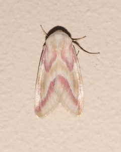 Schinia regina by (c) Laura Gaudette, some rights reserved (CC BY), uploaded by Laura Gaudette. Used under a CC-BY license.