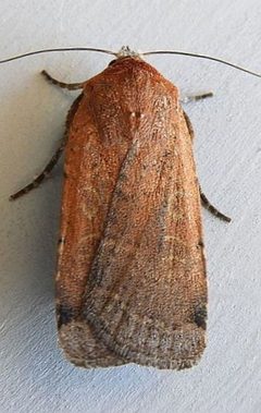 Abagrotis alampeta by (c) jimeckert49, some rights reserved (CC BY). Used under a CC-BY license.