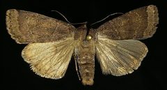 Abagrotis variata by (c) Doug Macaulay, some rights reserved (CC BY), uploaded by Doug Macaulay. Used under a CC-BY license.