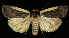 Abagrotis vittifrons by (c) Doug Macaulay, some rights reserved (CC BY), uploaded by Doug Macaulay. Used under a CC-BY license.