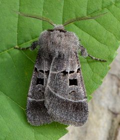 Agnorisma bollii by no rights reserved, uploaded by Chrissy McClarren and Andy Reago. Used under a CC0 license.