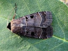 Agnorisma bugrai by (c) Doug Macaulay, some rights reserved (CC BY), uploaded by Doug Macaulay. Used under a CC-BY license.