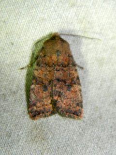 Anathix puta by (c) Louis Imbeau, some rights reserved (CC BY), uploaded by Louis Imbeau. Used under a CC-BY license.