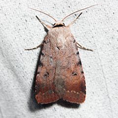 Anicla illapsa by (c) Ken-ichi Ueda, some rights reserved (CC BY), uploaded by Ken-ichi Ueda. Used under a CC-BY license.