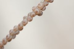 Anicla infecta by (c) Victor Engel, some rights reserved (CC BY), uploaded by Victor Engel. Used under a CC-BY license.