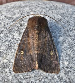 Apamea dubitans by (c) brendanboyd, some rights reserved (CC BY). Used under a CC-BY license.