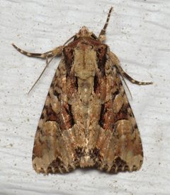 Apamea indocilis by (c) Nick Block, some rights reserved (CC BY), uploaded by Nick Block. Used under a CC-BY license.