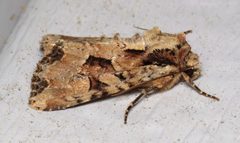Apamea indocilis by (c) Nick Block, some rights reserved (CC BY), uploaded by Nick Block. Used under a CC-BY license.
