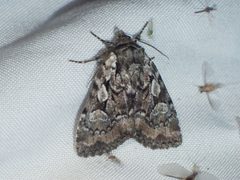 Aplectoides condita by (c) Louis Imbeau, some rights reserved (CC BY), uploaded by Louis Imbeau. Used under a CC-BY license.