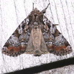 Aplectoides condita by (c) Laura Gaudette, some rights reserved (CC BY), uploaded by Laura Gaudette. Used under a CC-BY license.